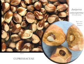  Seeds:  Juniperus osteosperma , showing embryo; Photo by J. Macdonald, RSABG
